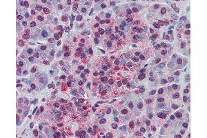 Anti-NDE1 antibody IHC of human pancreas.