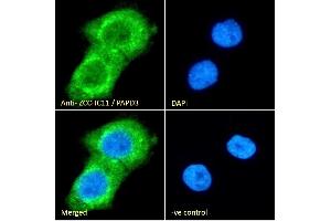 (ABIN184577) Immunofluorescence analysis of paraformaldehyde fixed A431 cells, permeabilized with 0. (ZCCHC11 anticorps  (C-Term))