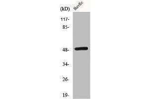 Western Blot analysis of COLO205 cells using c-Maf Polyclonal Antibody