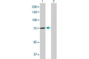 Western Blot analysis of GALNT14 expression in transfected 293T cell line by GALNT14 MaxPab polyclonal antibody. (GALNT14 anticorps  (AA 1-552))