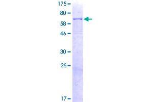 Prolylcarboxypeptidase (PRCP) (AA 1-496) protein (GST tag)