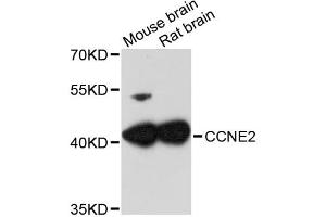 Western blot analysis of extracts of various cell lines, using CCNE2 antibody (ABIN1871553) at 1:3000 dilution.