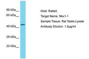 Image no. 1 for anti-NK1 Homeobox 1 (NKX1-1) (AA 114-163) antibody (ABIN6750298) (NKX1-1 anticorps  (AA 114-163))