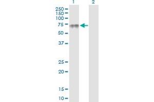 Western Blot analysis of PLA2G3 expression in transfected 293T cell line by PLA2G3 MaxPab polyclonal antibody. (PLA2G3 anticorps  (AA 1-509))