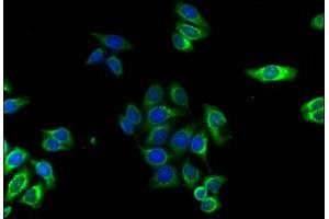 Immunofluorescence staining of HepG2 cells with ABIN7142910 at 1:120,counter-stained with DAPI. (AKAP7 anticorps  (AA 1-81))