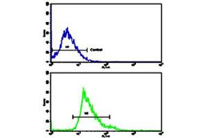 Flow cytometric analysis of HepG2 cells using CKM polyclonal antibody (bottom histogram) compared to a negative control cell (top histogram). (CKM anticorps  (C-Term))