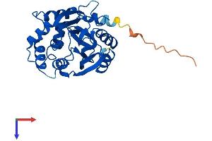 AlphaFold protein structure predicition of Human Recombinant PNMT Protein, UniprotID P11086