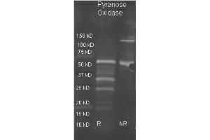 Goat anti Pyranose Oxidase antibody ( was used to detect pyranose oxidase under reducing (R) and non-reducing (NR) conditions.