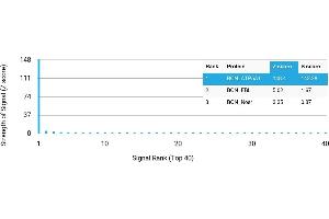 Protein Array (PAr) image for anti-ATP Synthase, H+ Transporting, Mitochondrial F1 Complex, alpha Subunit 1, Cardiac Muscle (ATP5A1) antibody (ABIN7456080)
