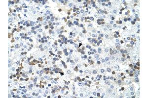 PRMT2 antibody was used for immunohistochemistry at a concentration of 4-8 ug/ml to stain Liver cell (arrows) in Human Liver. (PRMT2 anticorps  (N-Term))