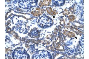 C4BPB antibody was used for immunohistochemistry at a concentration of 4-8 ug/ml to stain Epithelial cells of renal tubule (arrows) in Human Kidney. (C4BPB anticorps  (N-Term))
