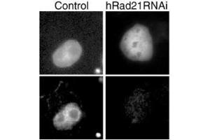 Immunofluorescence (IF) image for anti-RAD21 Homolog (RAD21) (C-Term) antibody (ABIN2452087) (RAD21 anticorps  (C-Term))
