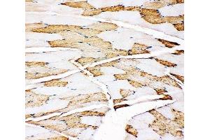 IHC-P: Myoglobin antibody testing of rat skeletal muscle tissue
