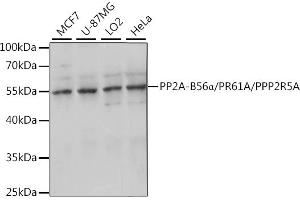 Western blot analysis of extracts of various cell lines, using PP2A-B56α/PR61A/PP2A-B56α/PR61A/PPP2R5A antibody (ABIN7269688) at 1:1000 dilution. (PPP2R5A anticorps  (AA 50-130))