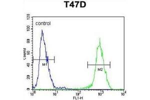 Flow cytometric analysis of T47D cells using ARHGAP19 Antibody (Center) Cat. (ARHGAP19 anticorps  (Middle Region))