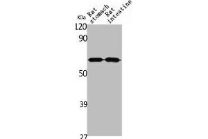 Western Blot analysis of rat stomach rat intestines cells using Angptl1 Polyclonal Antibody (ANGPTL1 anticorps  (N-Term))