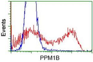 Image no. 2 for anti-Protein Phosphatase, Mg2+/Mn2+ Dependent, 1B (PPM1B) antibody (ABIN1500371) (PPM1B anticorps)