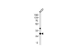 Western blot analysis of lysate from A431 cell line, using JAM2 Antibody at 1:1000 at each lane. (JAM2 anticorps  (N-Term))