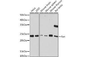 Western blot analysis of extracts of various cell lines, using Ran Rabbit mAb (ABIN7269847) at 1:1000 dilution. (RAN anticorps)