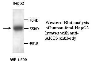 Image no. 1 for anti-V-Akt Murine Thymoma Viral Oncogene Homolog 3 (Protein Kinase B, Gamma) (AKT3) antibody (ABIN1574612)