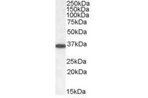 Image no. 1 for anti-Protein Phosphatase 2, Catalytic Subunit, alpha Isozyme (PPP2CA) (C-Term) antibody (ABIN374130) (PPP2CA anticorps  (C-Term))