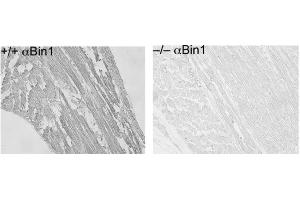 Immunohistochemistry of Mouse Anti-BIN1 antibody. (BIN1 anticorps)