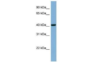 PLEKHA9 antibody used at 1 ug/ml to detect target protein. (PLEKHA9 anticorps)