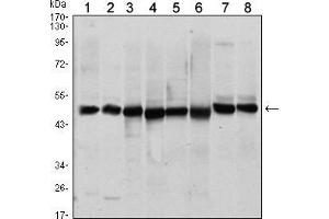 Western blot analysis using ST13 mouse mAb against A431 (1), HEK293 (2), Hela (3), HepG2 (4), Jurkat (5), K562 (6), L121O (7) and MCF-7 (8) cell lysate. (HSC70 Interacting Protein HIP anticorps)