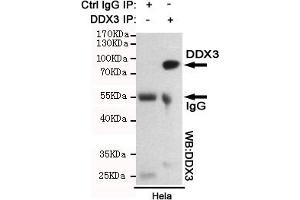 Immunoprecipitation analysis of Hela cell lysates using DDX3 mouse mAb. (DDX3X anticorps)