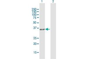 Western Blot analysis of GPD1L expression in transfected 293T cell line by GPD1L MaxPab polyclonal antibody. (GPD1L anticorps  (AA 1-351))