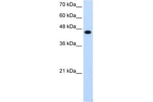 Western Blotting (WB) image for anti-Transcription Factor AP-2 epsilon (Activating Enhancer Binding Protein 2 Epsilon) (TFAP2E) antibody (ABIN2462012) (TFAP2E anticorps)