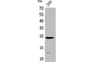 Western Blot analysis of 293 cells using MDA-7 Polyclonal Antibody. (IL-24 anticorps  (Internal Region))