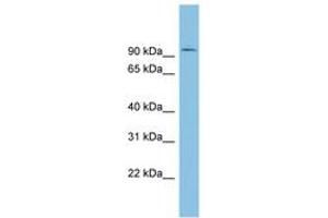 Image no. 1 for anti-Tousled-Like Kinase 1 (TLK1) (AA 251-300) antibody (ABIN6745250) (TLK1 anticorps  (AA 251-300))