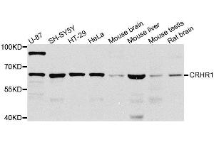 Western blot analysis of extracts of various cell lines, using CRHR1 antibody.
