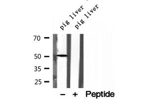 Western blot analysis of extracts of pig liver tissue, using NR1H2 antibody. (NR1H2 anticorps  (Internal Region))