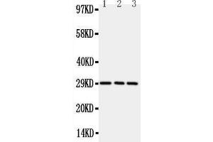Anti-CD134/OX40 antibody,  Western blotting All lanes: Anti CD134/OX40 () at 0. (TNFRSF4 anticorps  (N-Term))