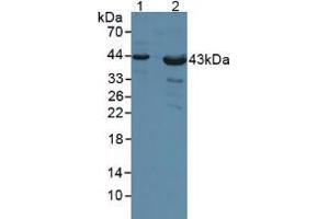 Western blot analysis of (1) Human Liver Tissue and (2) Mouse Heart Tissue. (Poliovirus Receptor anticorps  (AA 56-309))