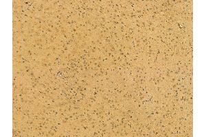 ABIN6265289 and ABIN6273076 at 1/100 staining Mouse brain tissue by IHC-P. (SRP68 anticorps  (C-Term))