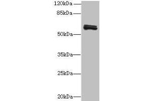 Western blot All lanes: FAM222B antibody at 2 μg/mL + Mouse liver tissue Secondary Goat polyclonal to rabbit at 1/10000 dilution Predicted band size: 60 kDa Observed band size: 60 kDa (FAM222B anticorps  (AA 351-562))