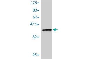 Western Blot detection against Immunogen (36.
