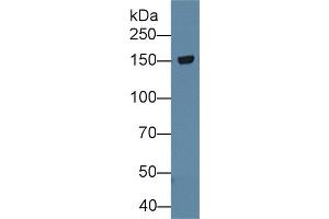 Western Blot; Sample: Rat Cerebrum lysate; Primary Ab: 1µg/ml Rabbit Anti-Rat TNR Antibody Second Ab: 0.