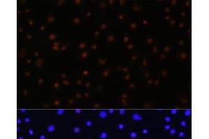 Immunofluorescence analysis of C6 cells using NPAS2 Polyclonal Antibody at dilution of 1:100 (40x lens). (NPAS2 anticorps)