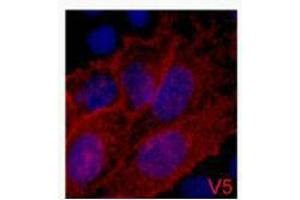 Immunofluorescence (IF) analysis of 293 cells transfected with a V5-tag protein,1:2000 dilution (blue DAPI, red anti-V5) (V5 Epitope Tag anticorps)