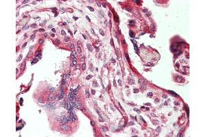 Anti-TNC / Tenascin C antibody IHC staining of human placenta.