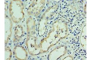 Immunohistochemistry of paraffin-embedded human kidney tissue using ABIN7167670 at dilution of 1:100 (RNLS anticorps  (AA 18-342))