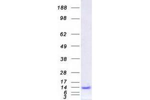 Validation with Western Blot