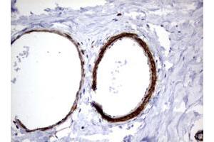 Image no. 3 for anti-Tuberous Sclerosis 1 (TSC1) (AA 836-1164) antibody (ABIN1491685)