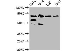 Western Blot Positive WB detected in: Hela whole cell lysate, A549 whole cell lysate, L02 whole cell lysate, K562 whole cell lysate All lanes: MTRR antibody at 1:2000 Secondary Goat polyclonal to rabbit IgG at 1/50000 dilution Predicted band size: 81, 78, 7 kDa Observed band size: 81 kDa (MTRR anticorps  (AA 1-725))