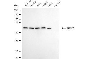 Western blotting analysis using G3BP1 antibody (ABIN7798815).