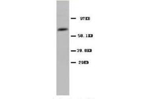 Western blot analysis of rat testicle tissue lysis using COX1 antibody (PTGS1 anticorps  (N-Term))